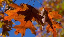 Jesienią ceny lecą jak liście z drzew!